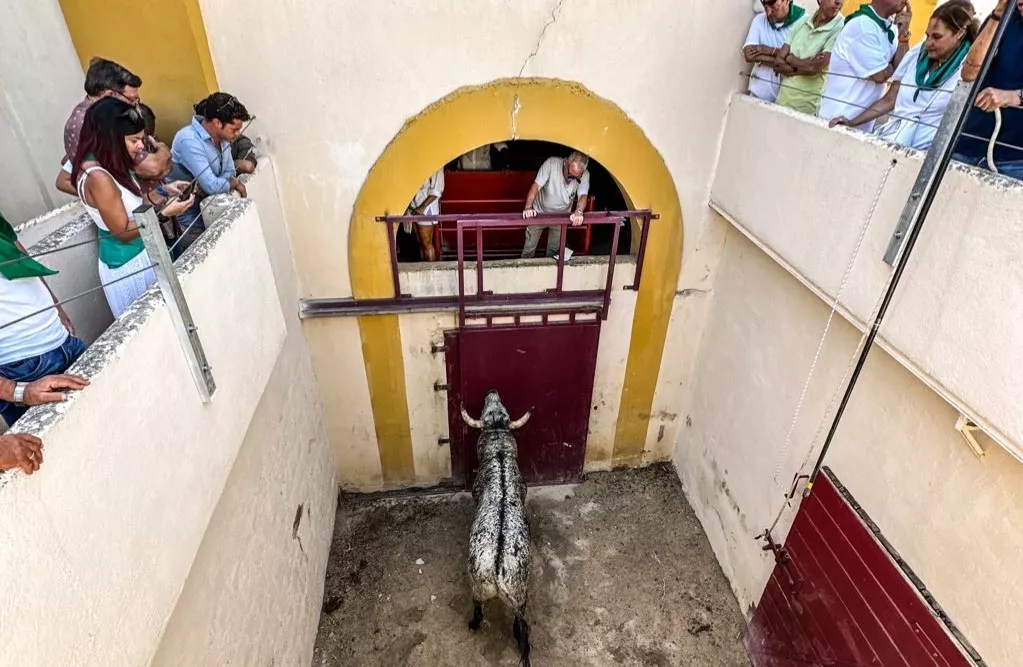 Los toros de Los Maños ya están enchiquerados.