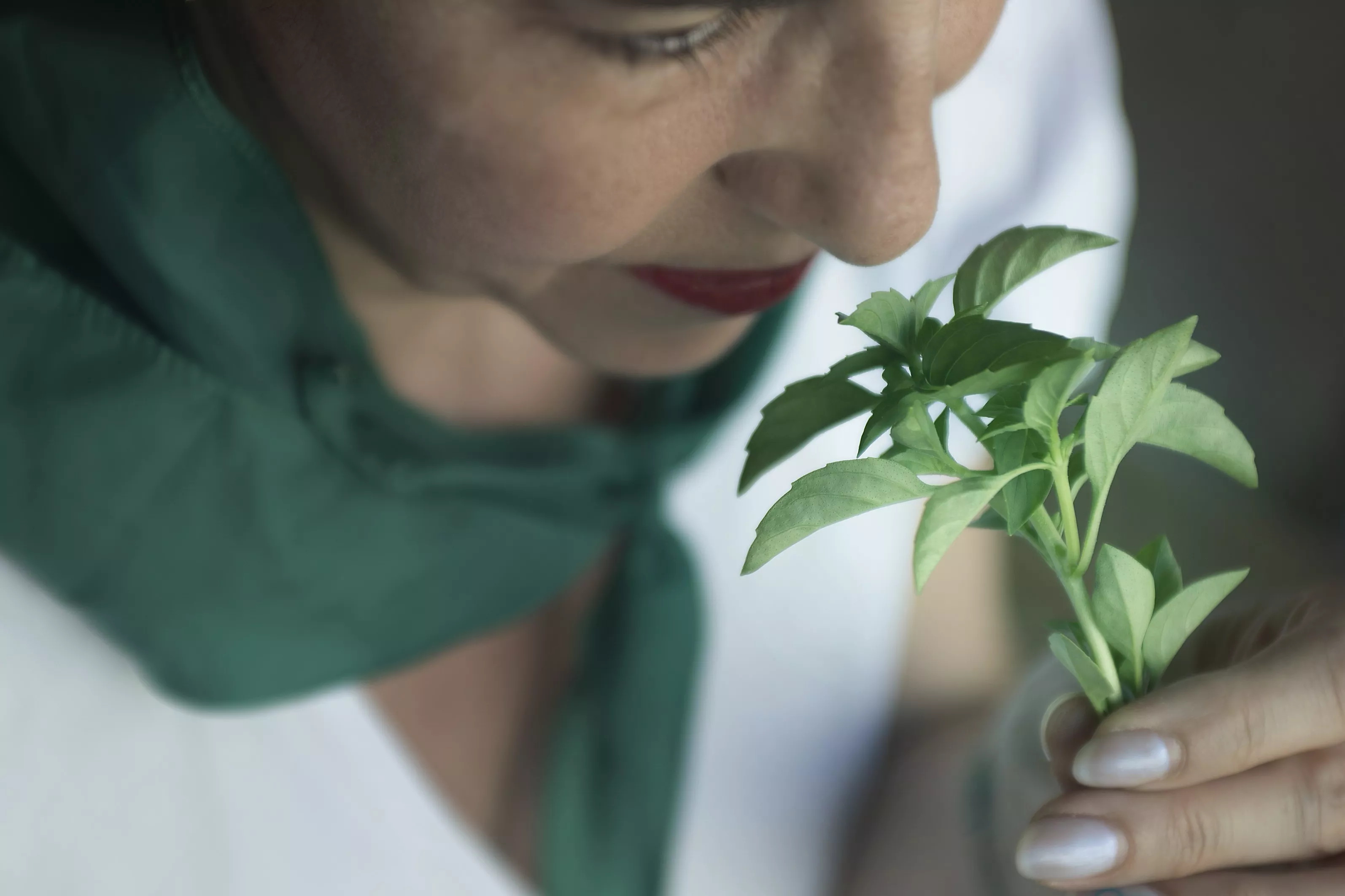 Albahaca. Foto Jacques Valat