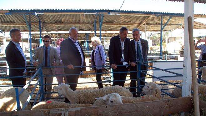 Visita a la zona de ovino