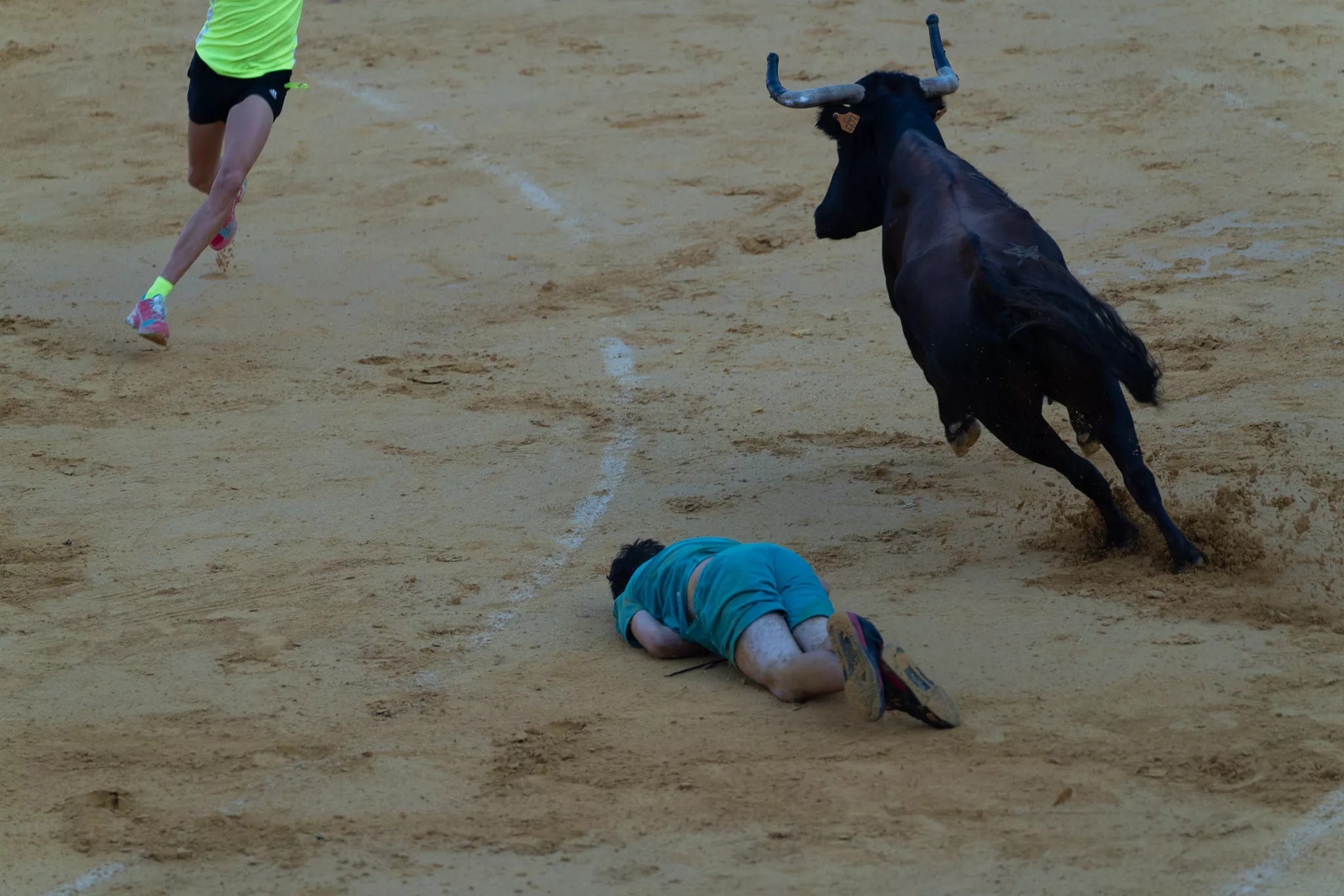 Primer día de vaquillas en Huesca. Foto José Antonio Terrón