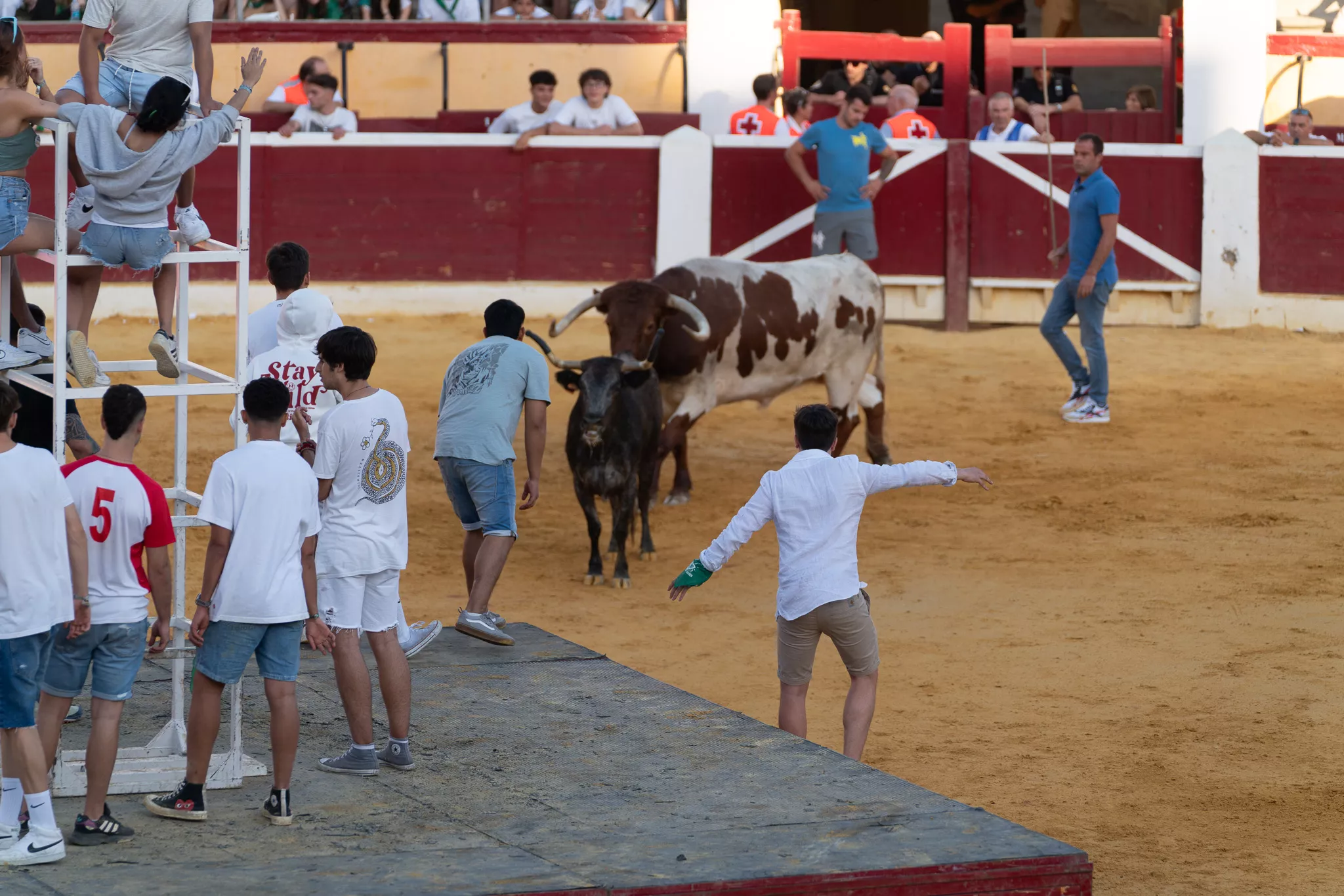 Primer día de vaquillas en Huesca. Foto José Antonio Terrón