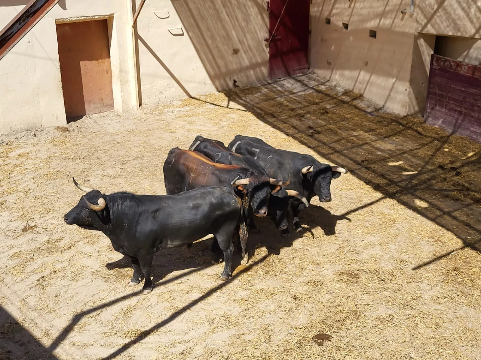 Toros de Antonio Bañuelo para este viernes. Foto: A. Mora