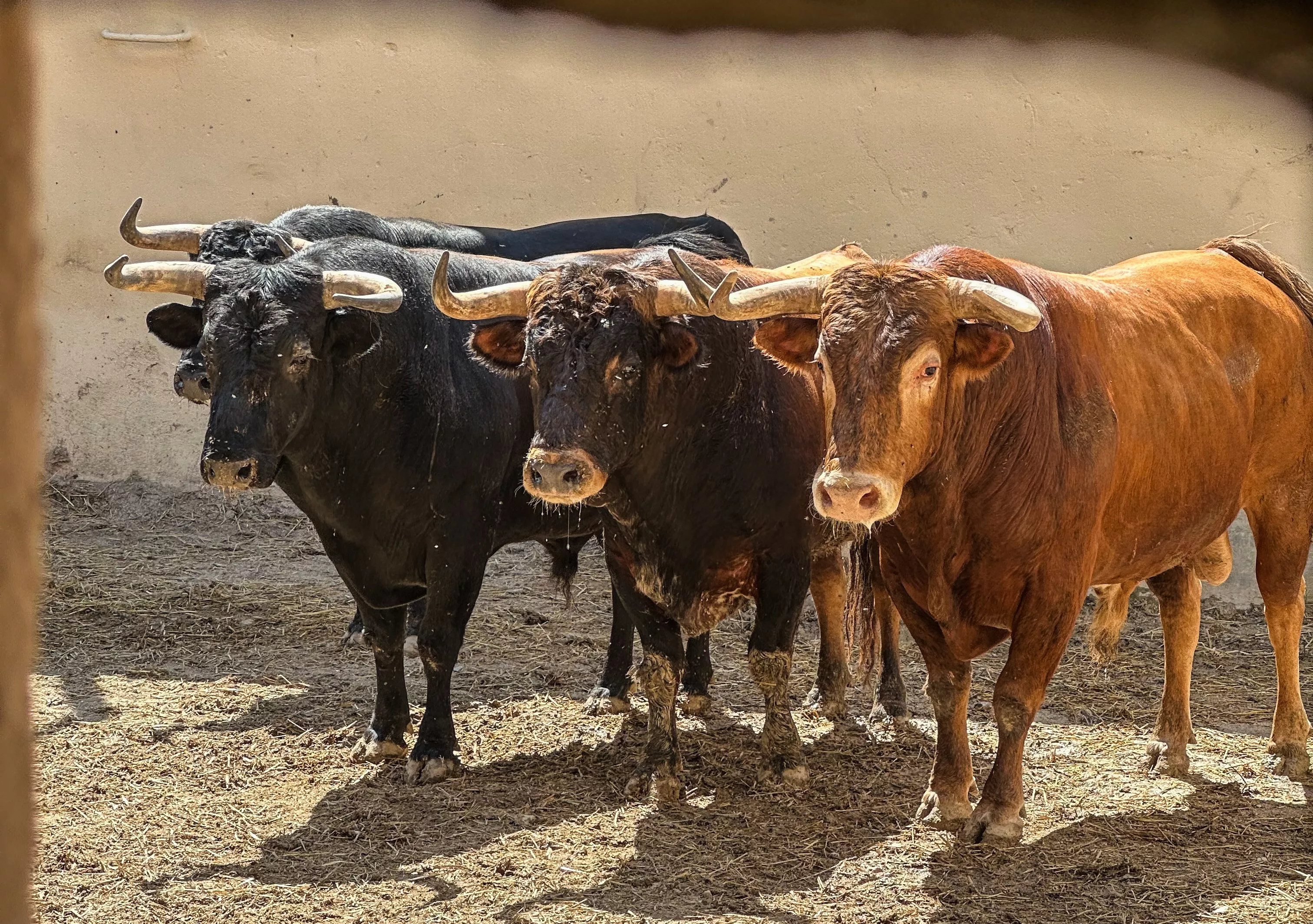 Los toros de Salvador Domecq serán lidiados esta tarde por El Cordobés, El Fandi y Joselito Adame. Foto: Tauroemoción