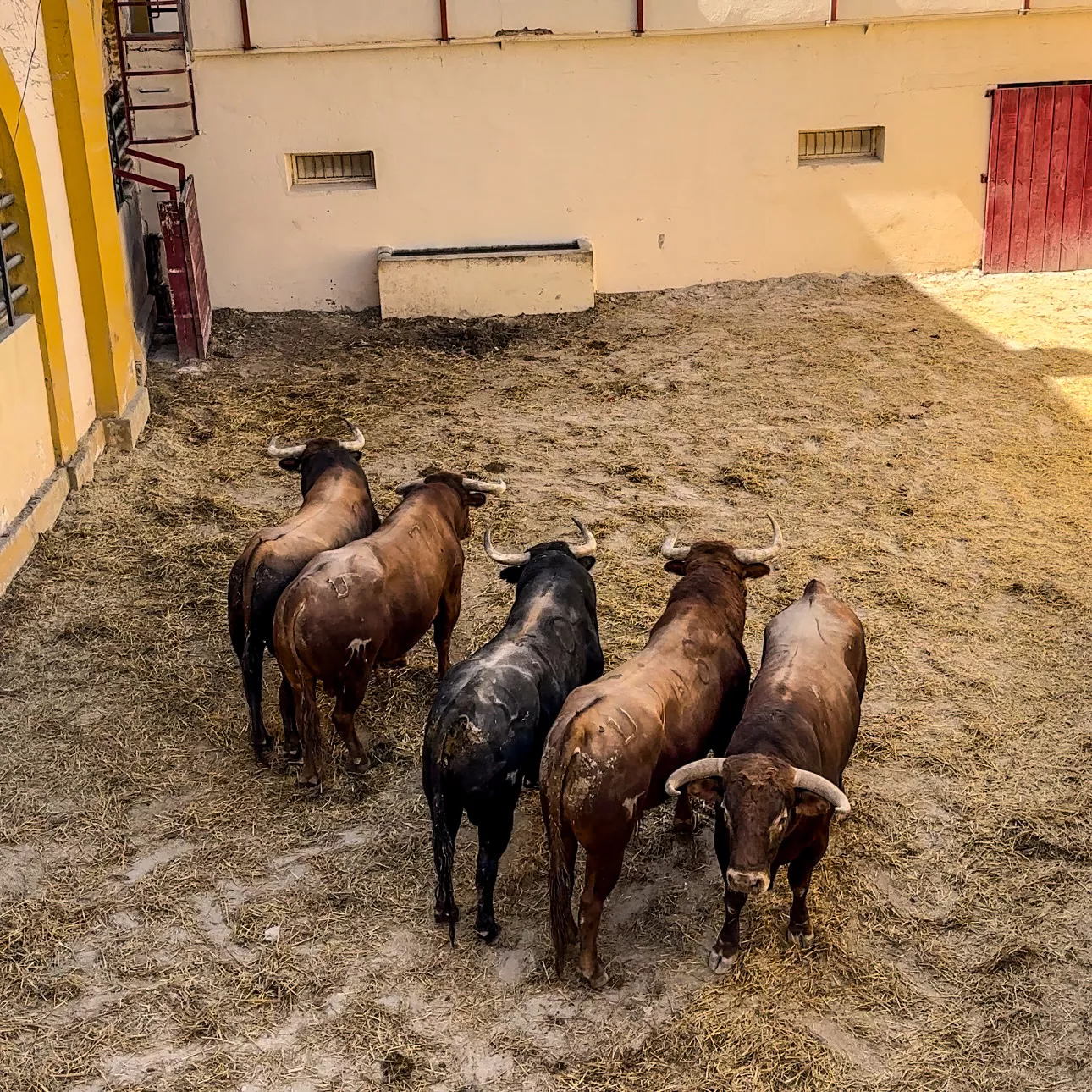 Los toros de El Pilar ya están enchiquerados.