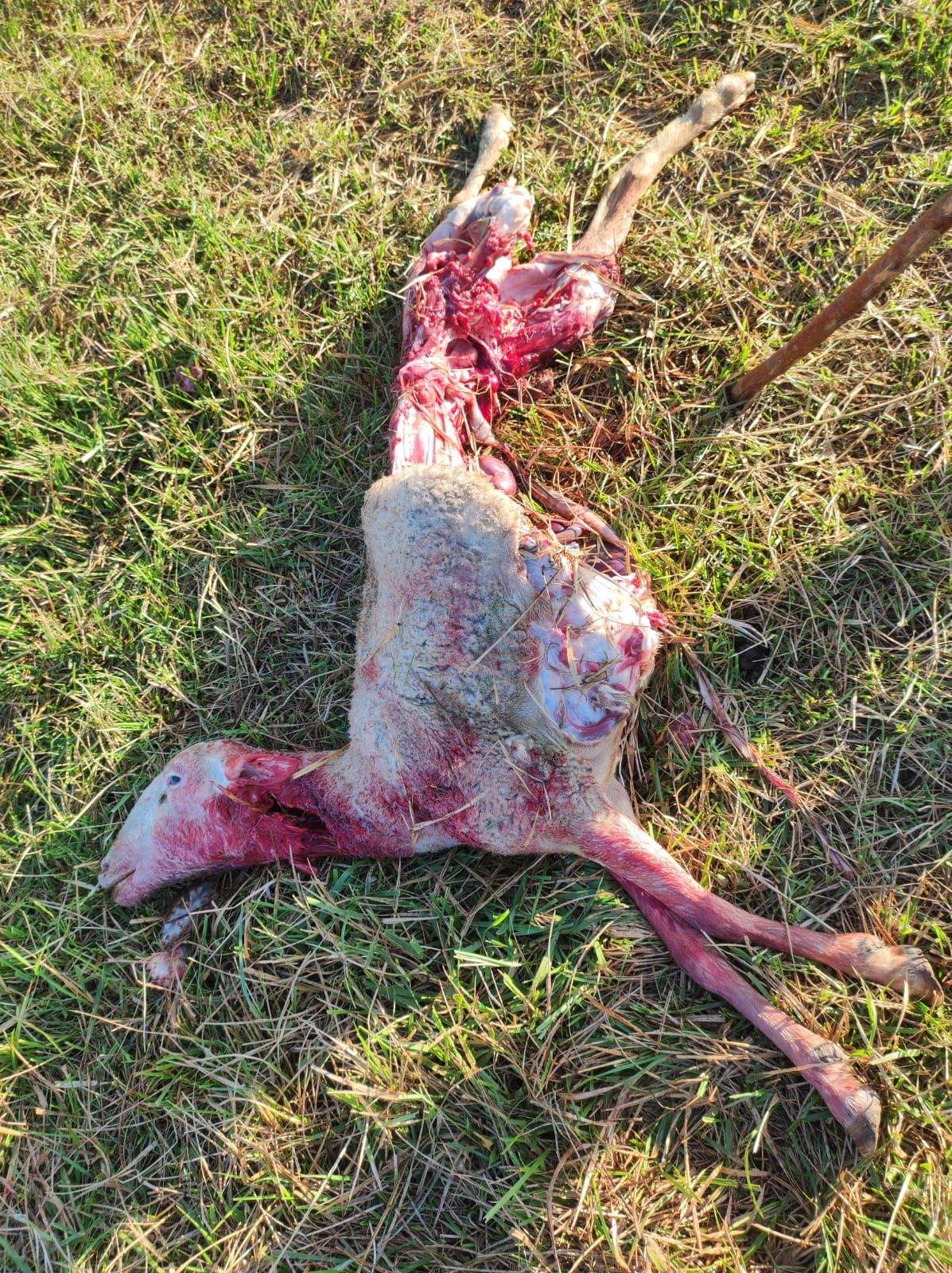 Oveja destrozada por un ataque de lobo en Monegros.