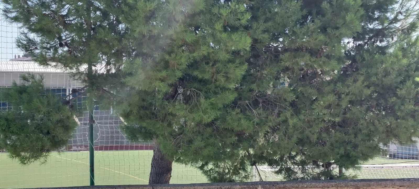 Daños en los campos de San Jorge