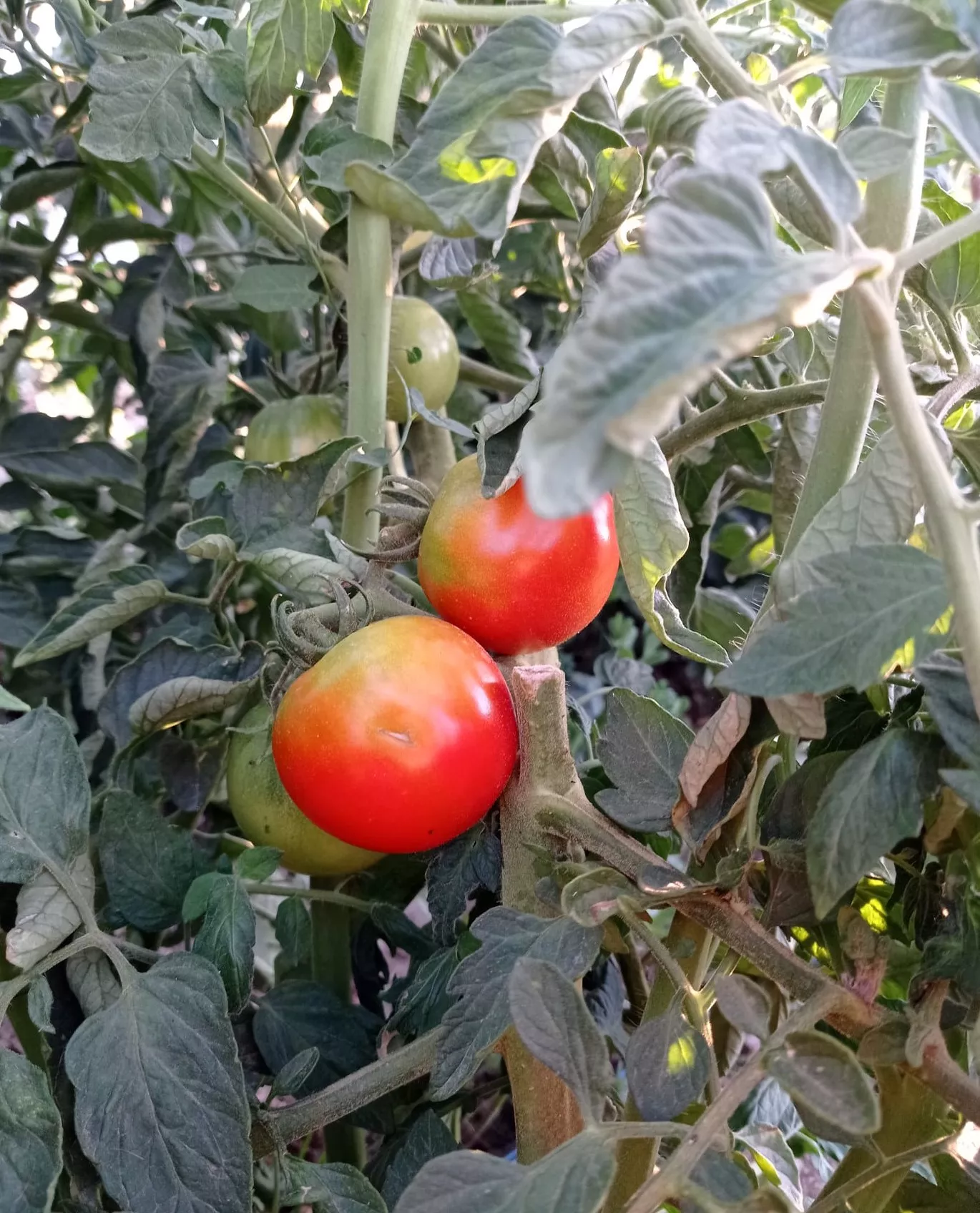 Tomatina color rosa, una de las variedades más antiguas del Somontano.
