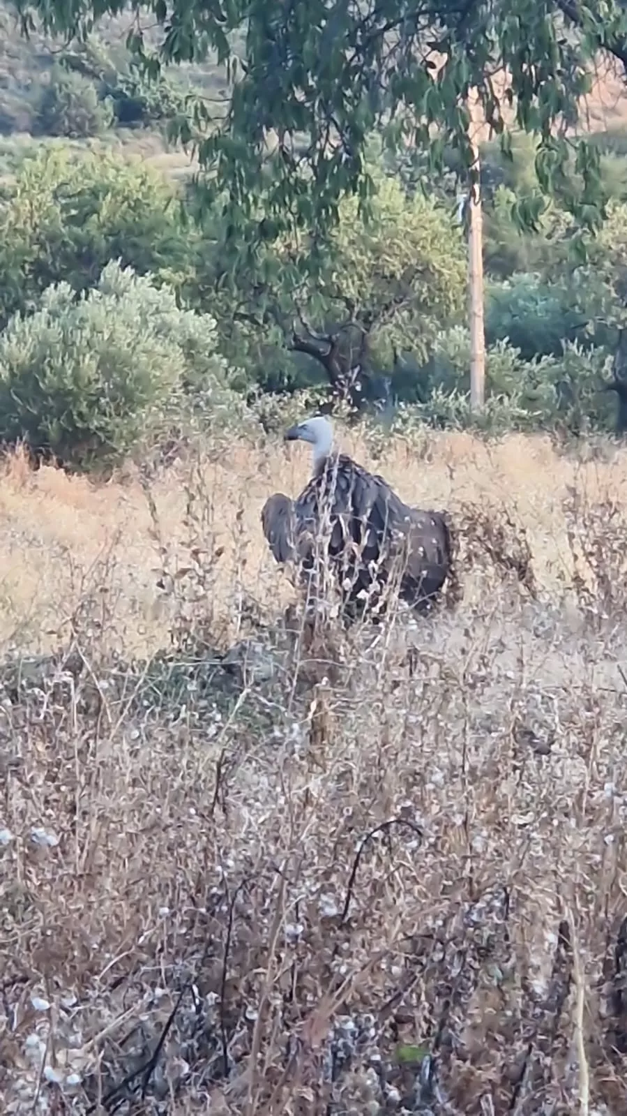 Imagen del polluelo de buitre en Agüero.