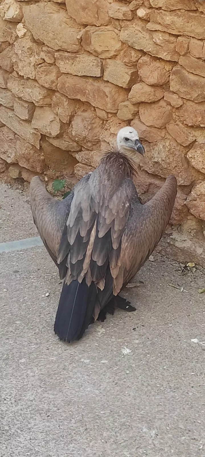 Imagen del polluelo de buitre en Agüero.