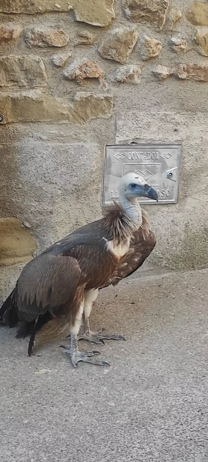 Imagen del polluelo de buitre en Agüero.
