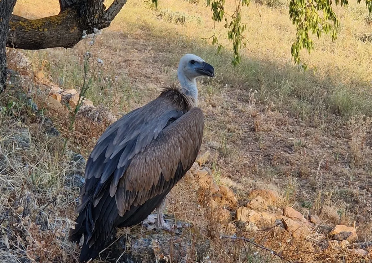 Imagen del polluelo de buitre en Agüero.