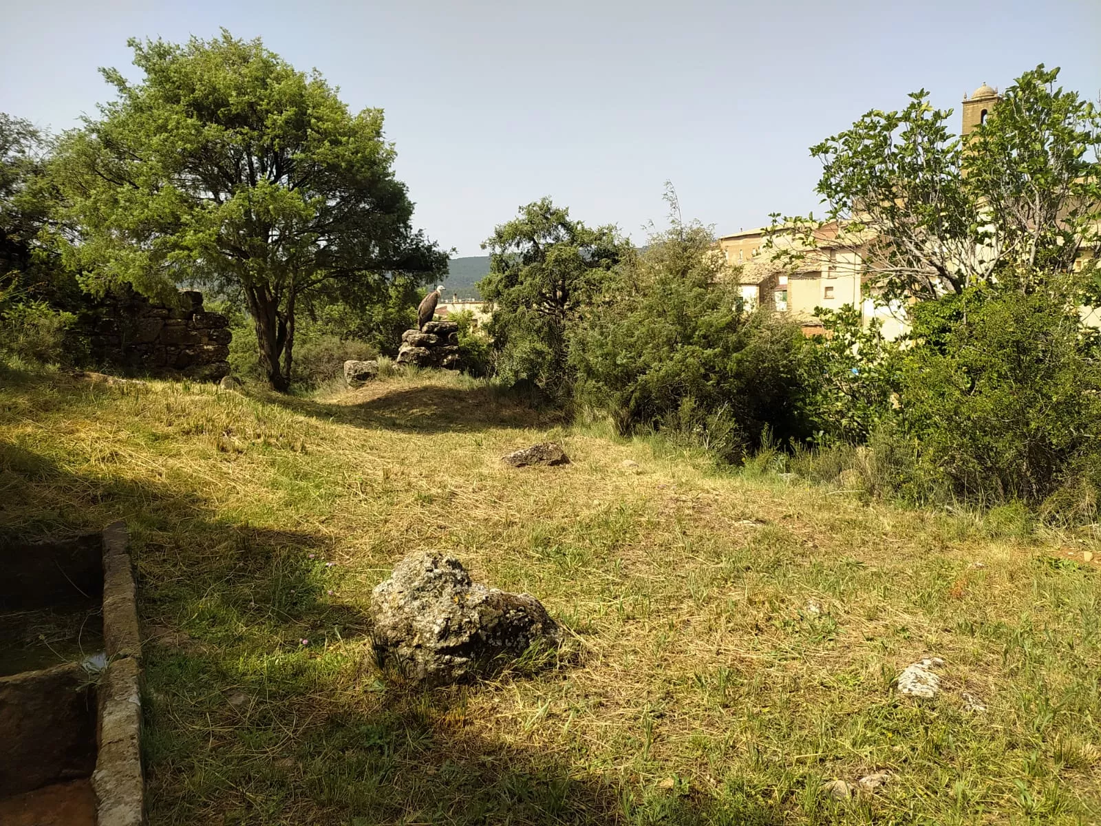 Hace un mes otro polluelo de buitre también quedó desorientado en Agüero.