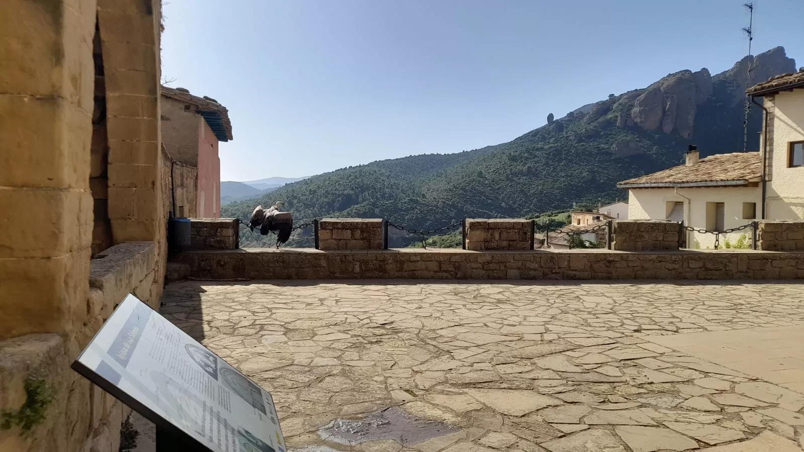 Hace un mes otro polluelo de buitre también quedó desorientado en Agüero.