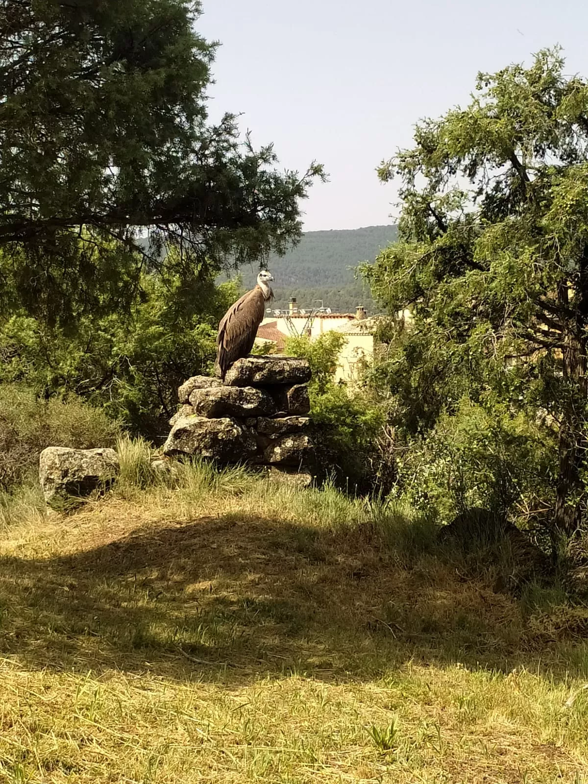 Hace un mes otro polluelo de buitre también quedó desorientado en Agüero.