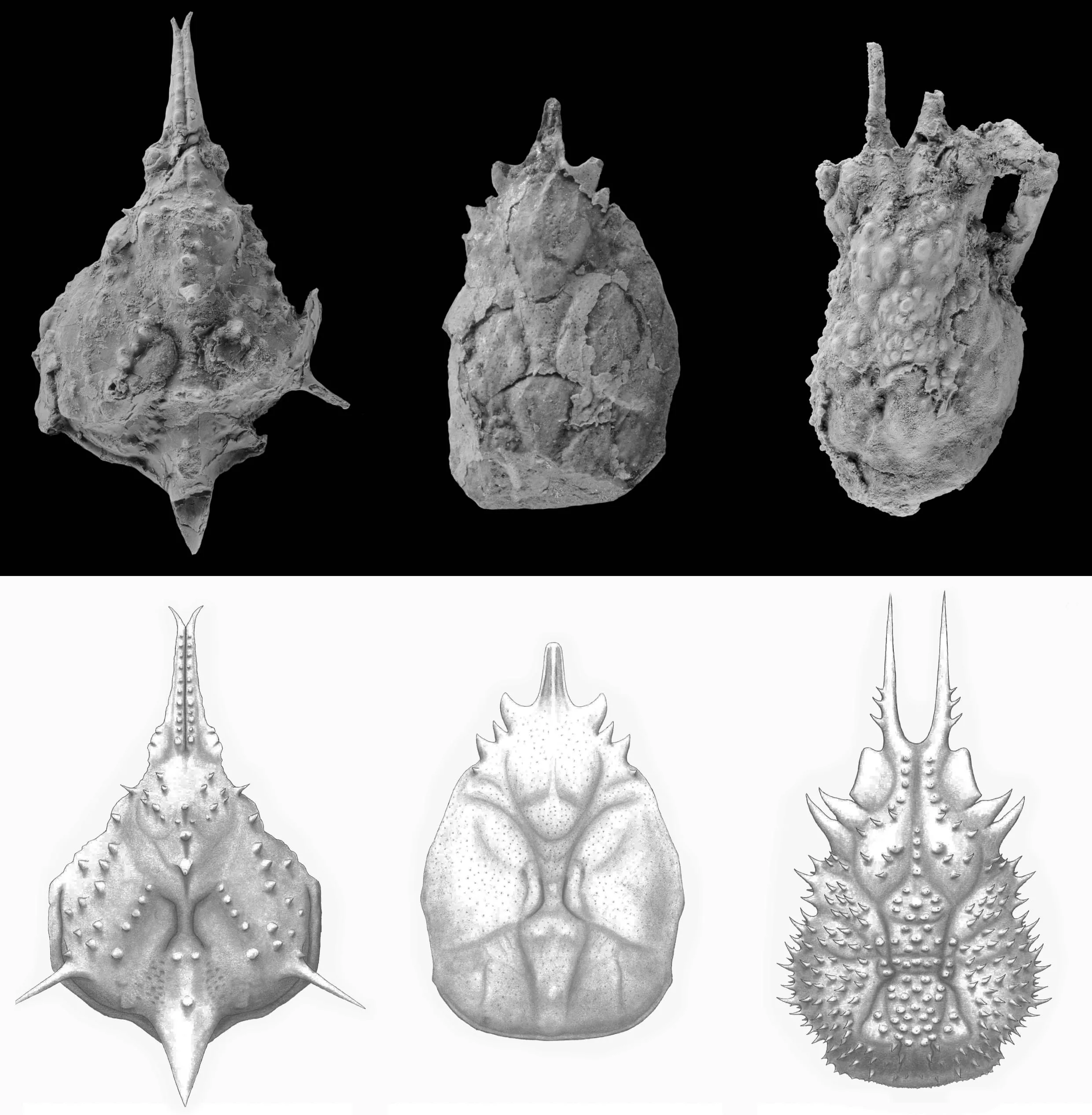Algunas de las nuevas especies descritas en el estudio.