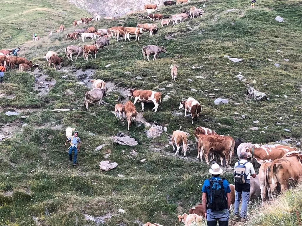 El traslado de ganado afectará a carreteras de Benasque.
