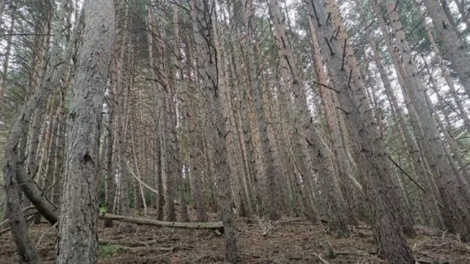 Estado actual de las masas en las que se van a realizar trabajos de mejora del hábitat del urogayo. Estado actual de las masas en las que se van a realizar trabajos de mejora del hábitat del urogayo.