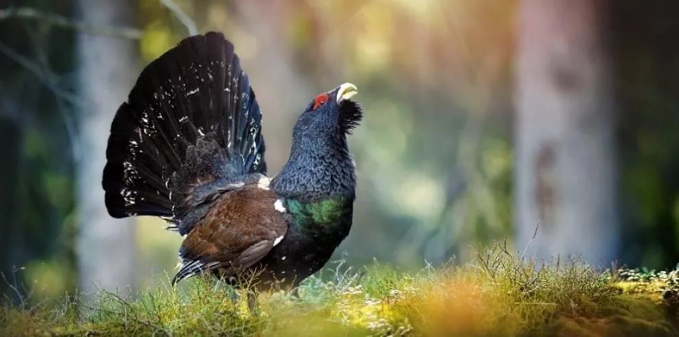 Ejemplar de urogallo.