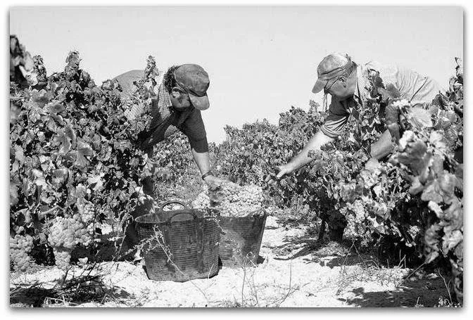 Vendimia por aquellos años. El curso de capacitación vitivinícola mejoró todos los rendimientos.