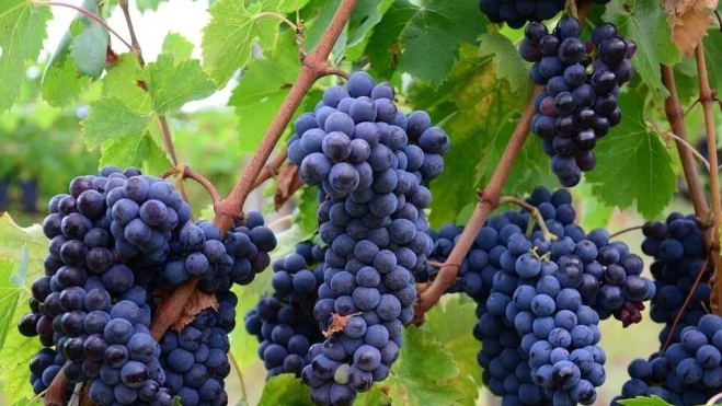 Garnacha (002).jpg Garnacha (002).jpg