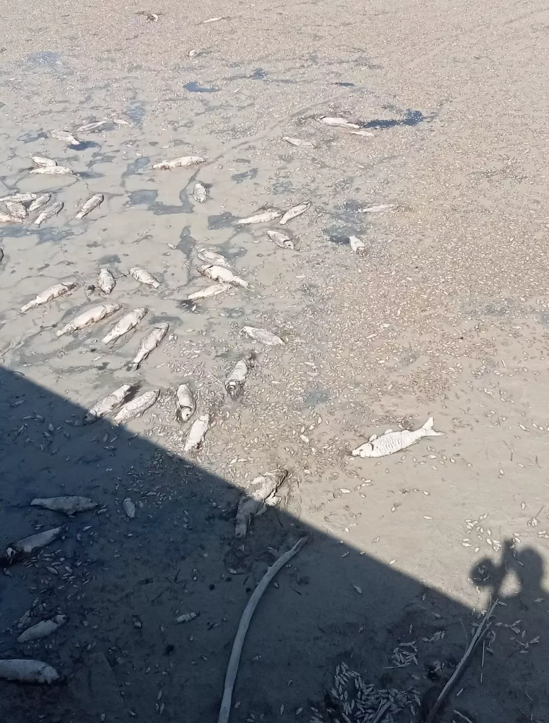 Estado en que se encuentra la alberca de Cortés.