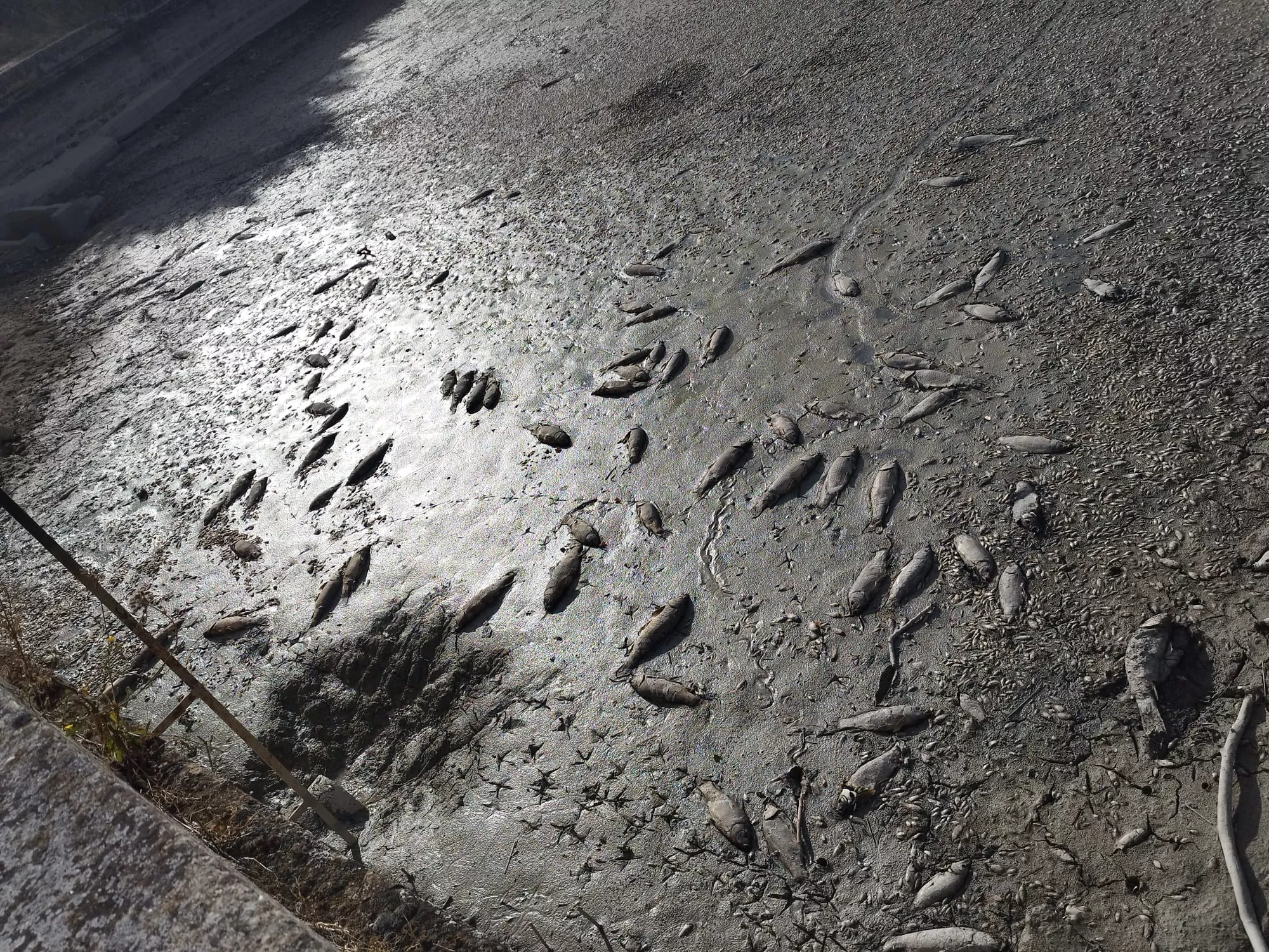 Miles de peces muertos, que parecen no importar, y un olor a putrefacción. 