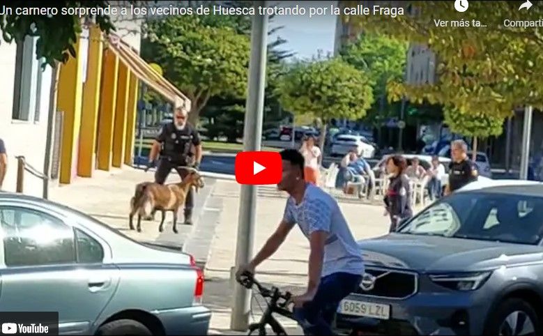 Un carnero sorprende a los vecinos de Huesca trotando por la calle Fraga