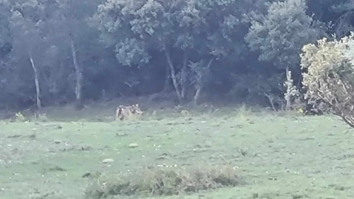 Lobo avistado en las Cinco Villas