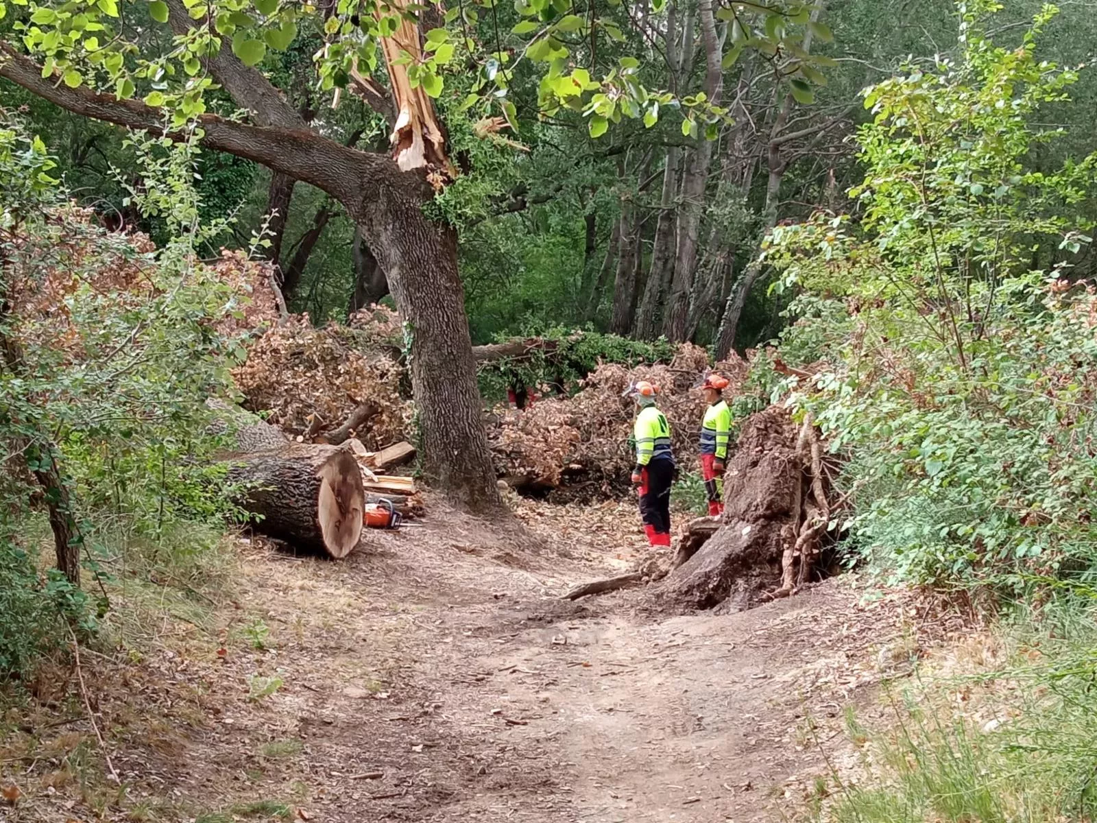 Comienzan los trabajos para retirada de arbolado caído y ramas en Fuentes de Marcelo.