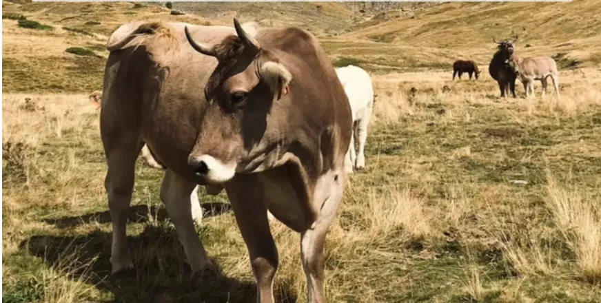 Sallent de Gállego celebra este domingo su tradicional feria ganadera.