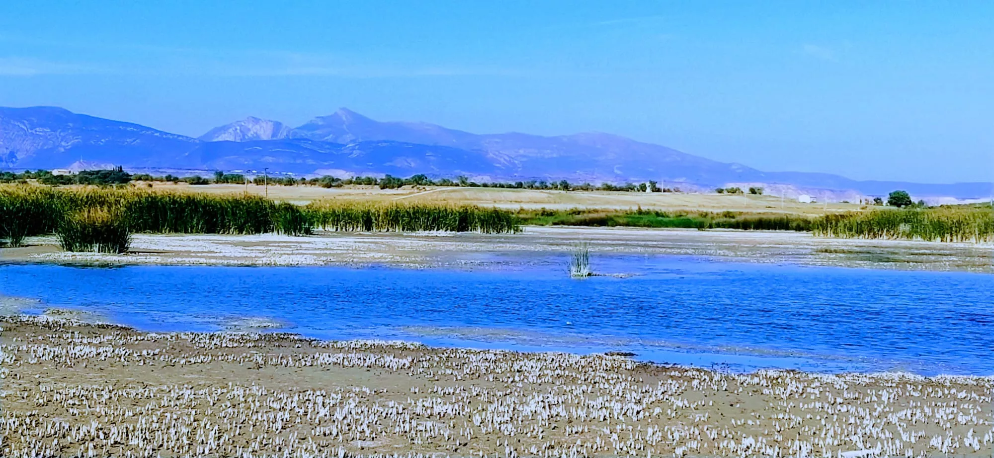 Llama la atención la ausencia de aves. Foto Joaquín Santafé