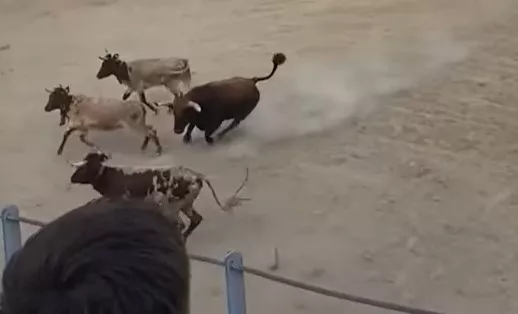 Espectáculo taurino en Barbastro, fruto de la polémica.