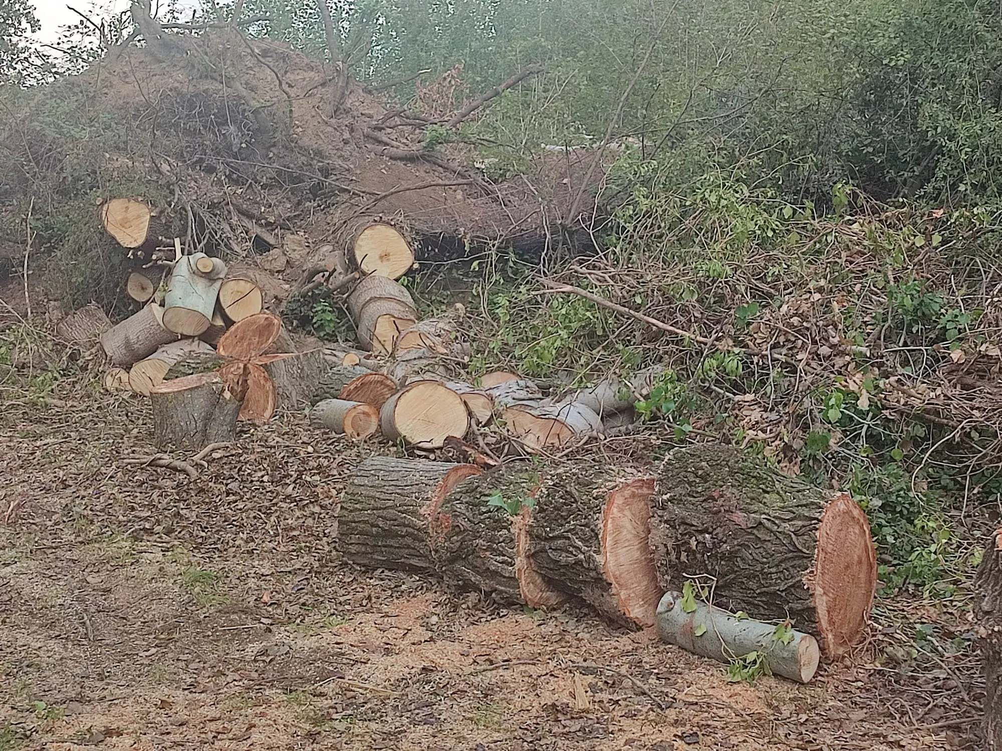 Leña amontonada en las Fuentes de Marcelo.