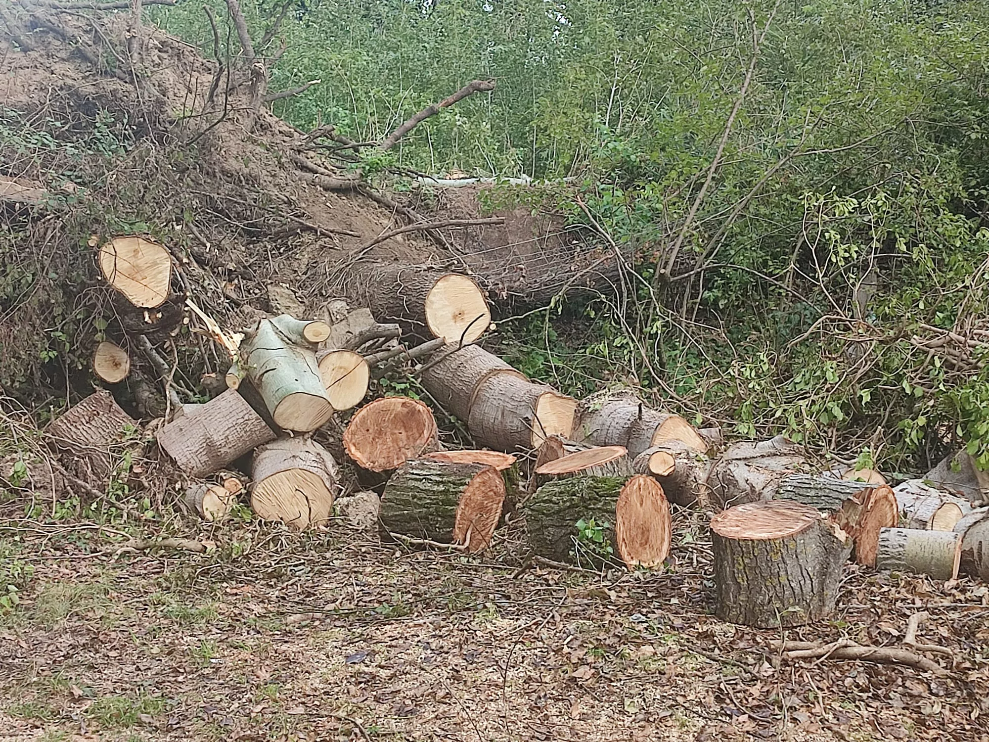 Leña amontonada en las Fuentes de Marcelo.