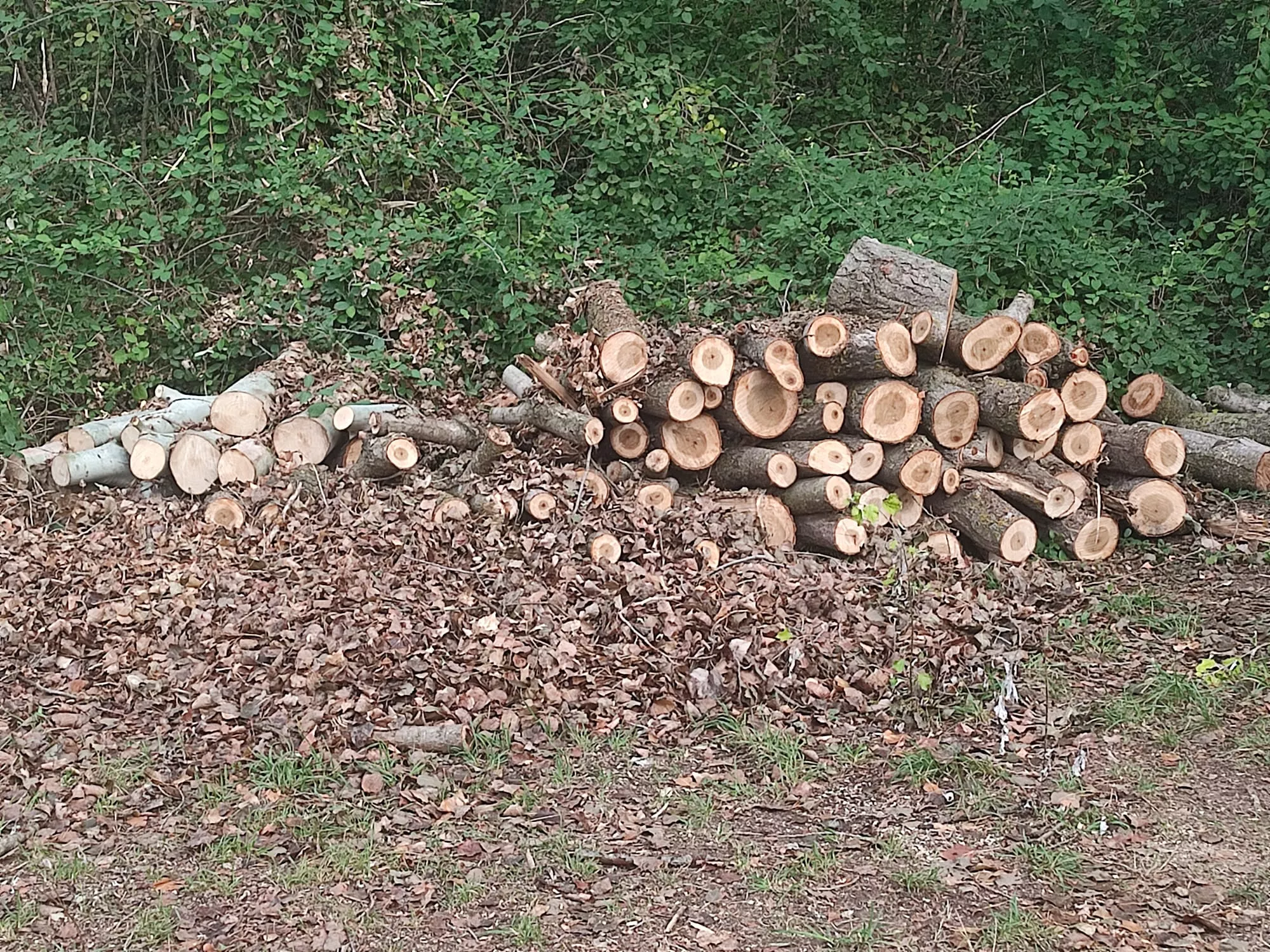Leña amontonada en las Fuentes de Marcelo.