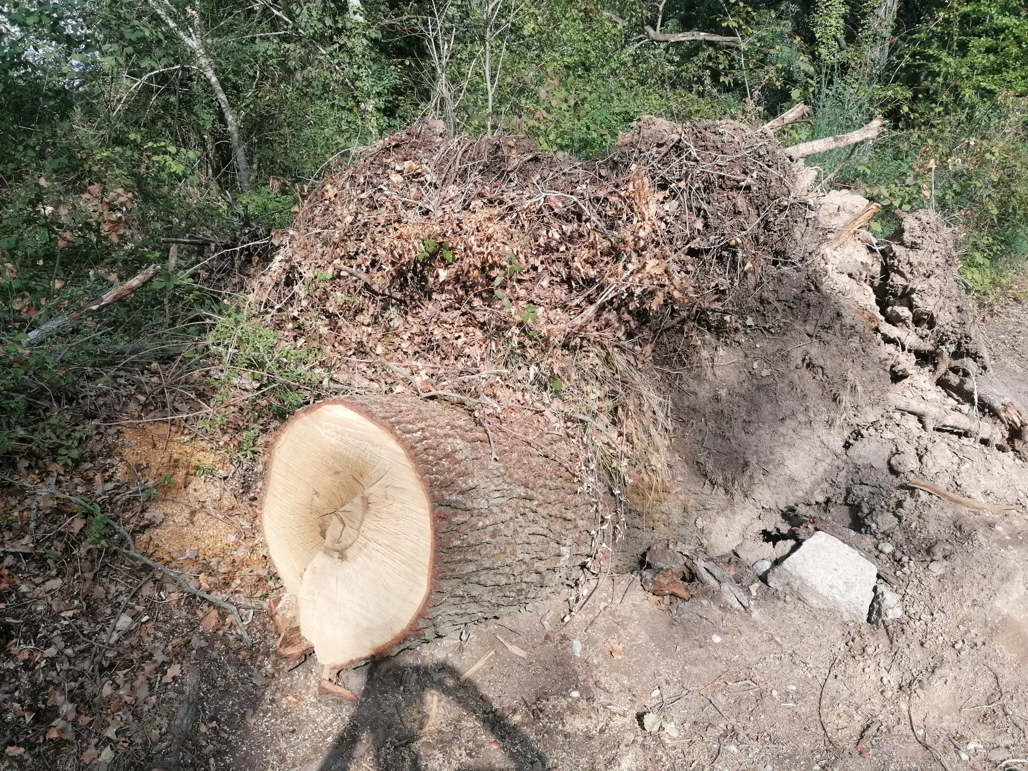 Leña en las Fuentes de Marcelo.