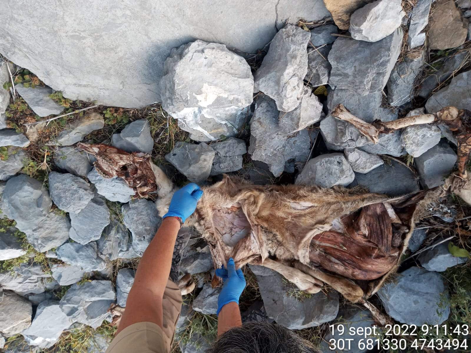 Tres osos que atacan todas las noches y ponen en jaque la ganadería extensiva en el valle de Ansó