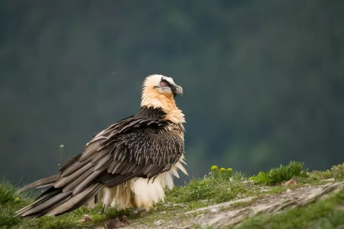 Un ejemplar de quebrantahuesos.