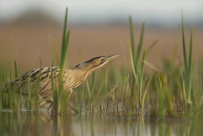 El avetoro es una de las especies residentes durante todo el año en la laguna de Sariñena. Red Natural de Aragón