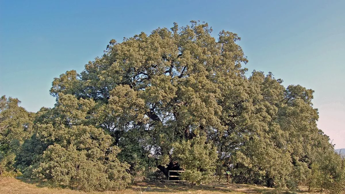 Carrasca milenaria de Lecina, que recorrió el autor de La Universidad de Huesca. Entre la memoria y el futuro Carrasca milenaria de Lecina, que recorrió el autor de La Universidad de Huesca. Entre la memoria y el futuro