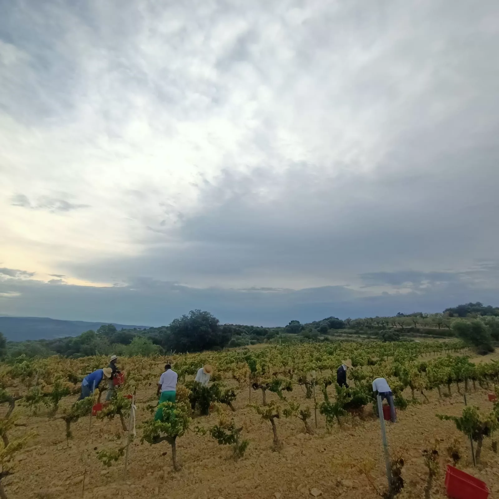 Vendimia de Bodega Pirineos