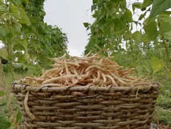 Productos de Cielos de Ascara, sobre los que organiza Gardeniers las Jornadas de Agricultura Ecológica