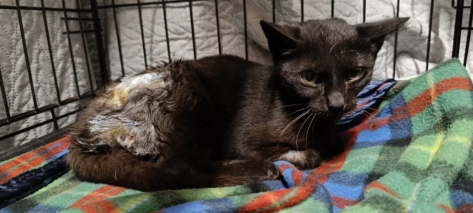 Aila, en cuidados veterinarios tras el salvaje maltrato sufrido. Se llegó a tirar al Isuela cuando iba a ser rescatada.