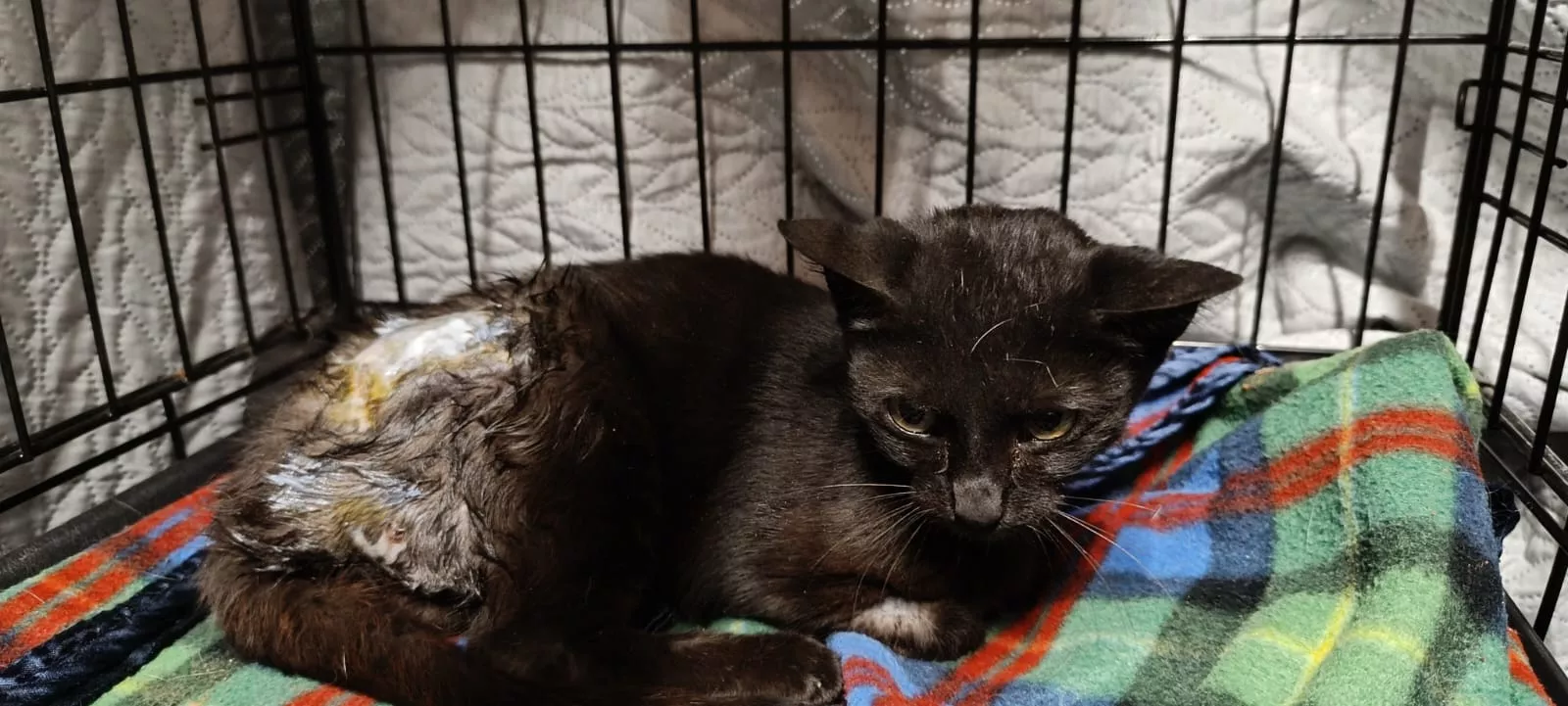 Gata Aila tras sufrir las brutales agresiones.