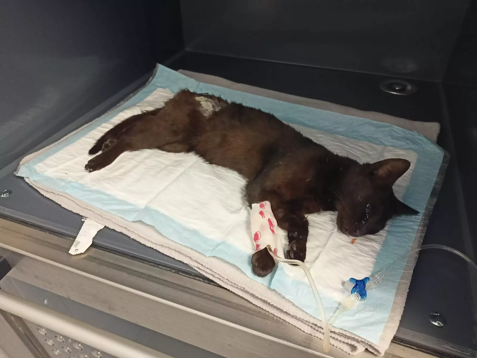 Gata Aila tras sufrir las brutales agresiones.