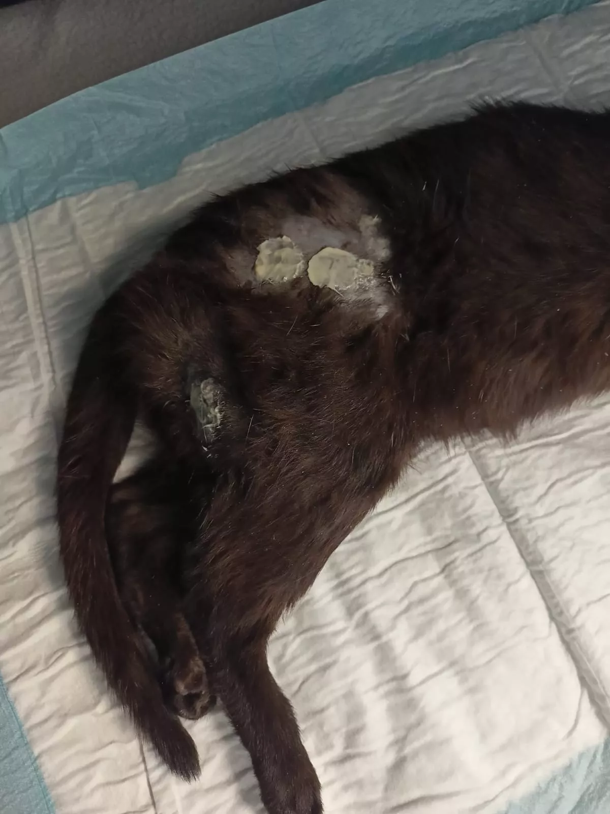 Gata Aila tras sufrir las brutales agresiones.