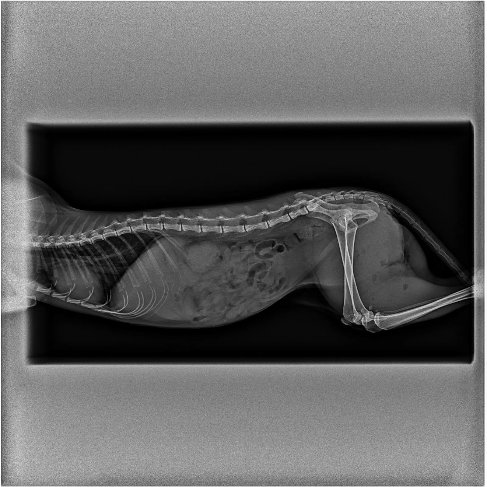 Gata Aila tras sufrir las brutales agresiones.