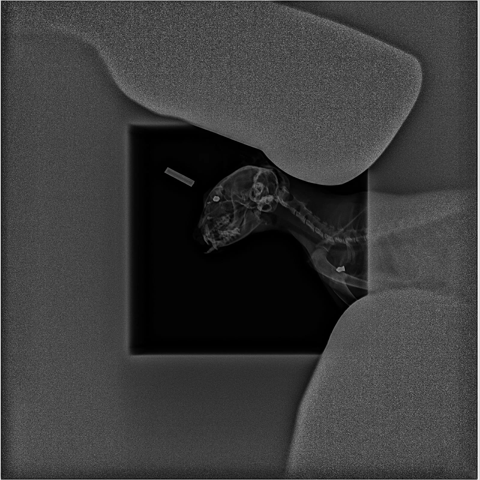 Gata Aila tras sufrir las brutales agresiones.