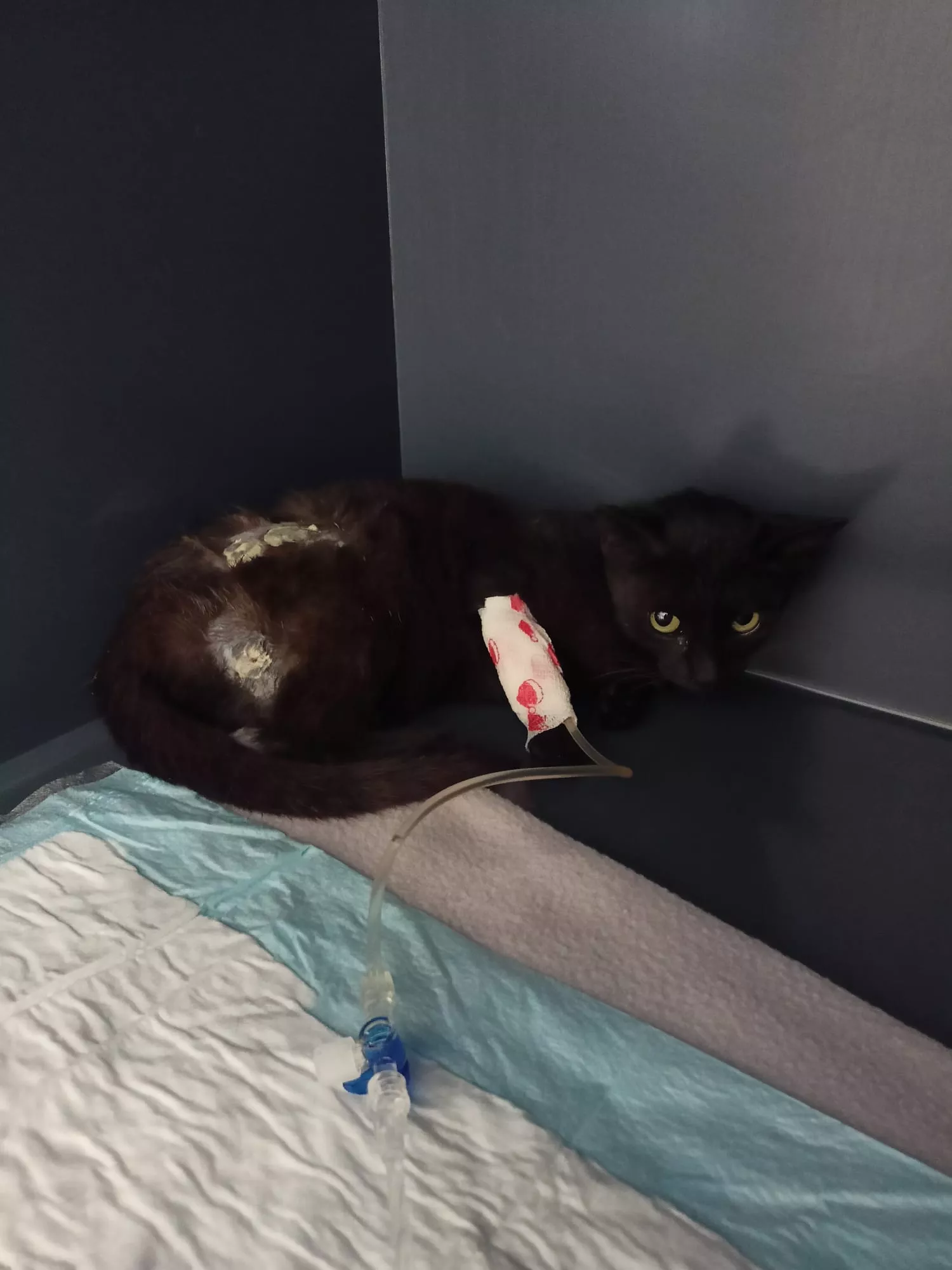 Gata Aila tras sufrir las brutales agresiones.