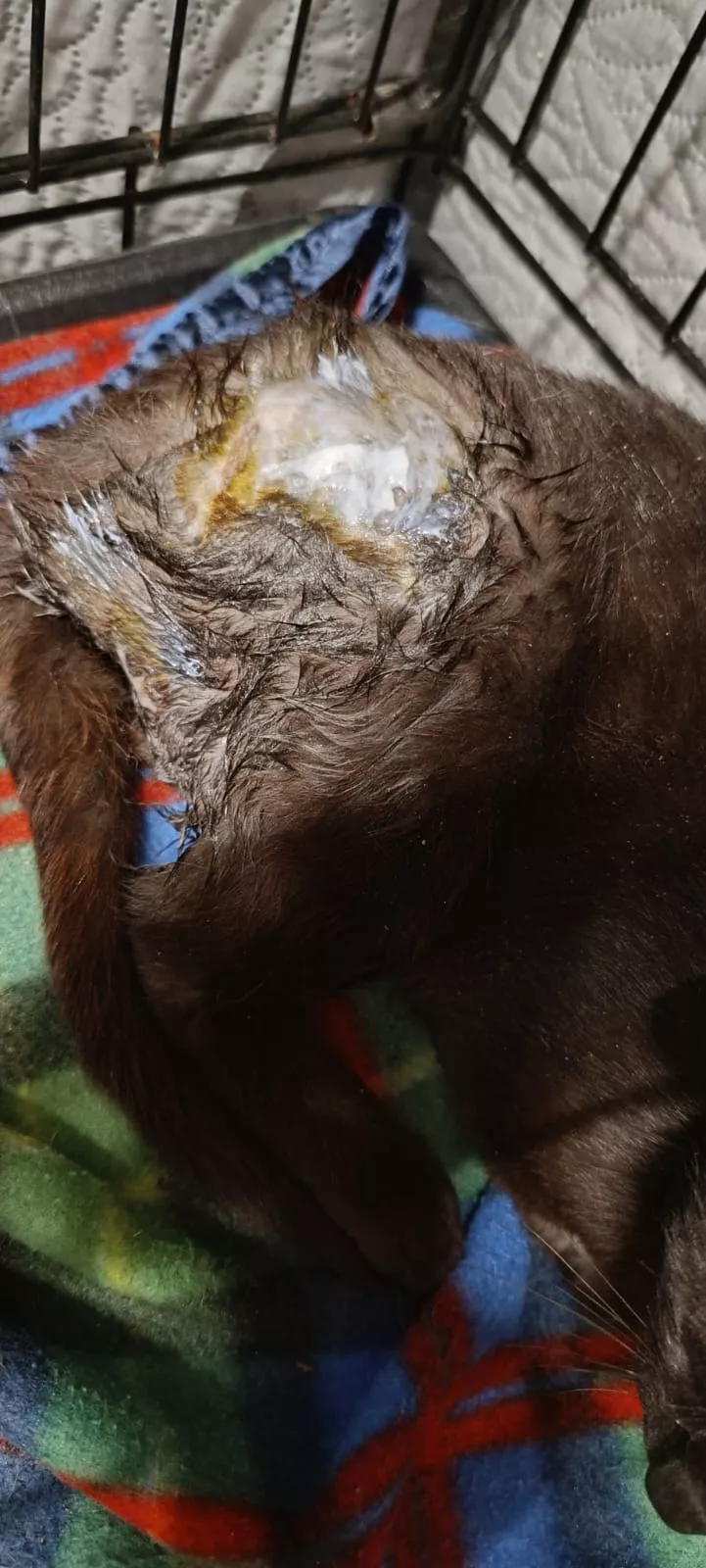 Gata Aila tras sufrir las brutales agresiones.